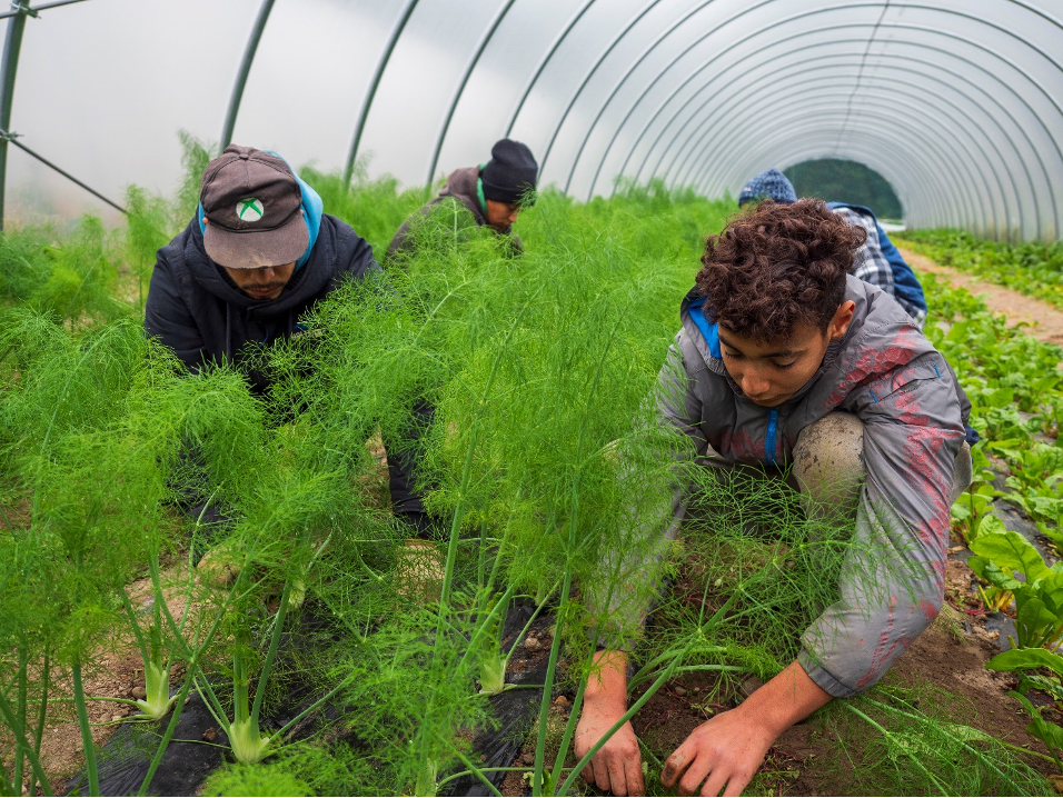 Dalla terra alla dispensa-Cooperativa Madre Terra
