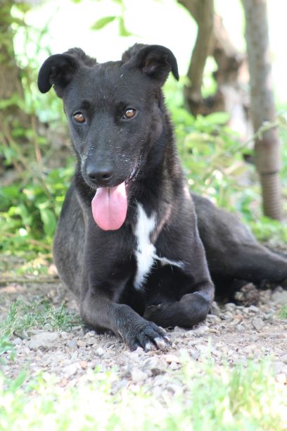 VIRTUAL PIZZA PER I CANI DI VARESE di VIRTUAL PIZZA PER I CANI DI VARESE -