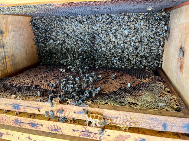 Le Api di Cristian di Un Sorriso per... le Api Le Api di Cristian-Un Sorriso per... le Api