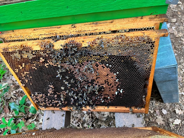 Le Api di Cristian di Un Sorriso per... le Api Le Api di Cristian-Un Sorriso per... le Api