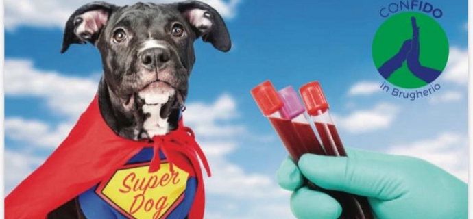 Cane donatore, amici di sangue di Confido in Brugherio Cane donatore, amici di sangue-Confido in Brugherio