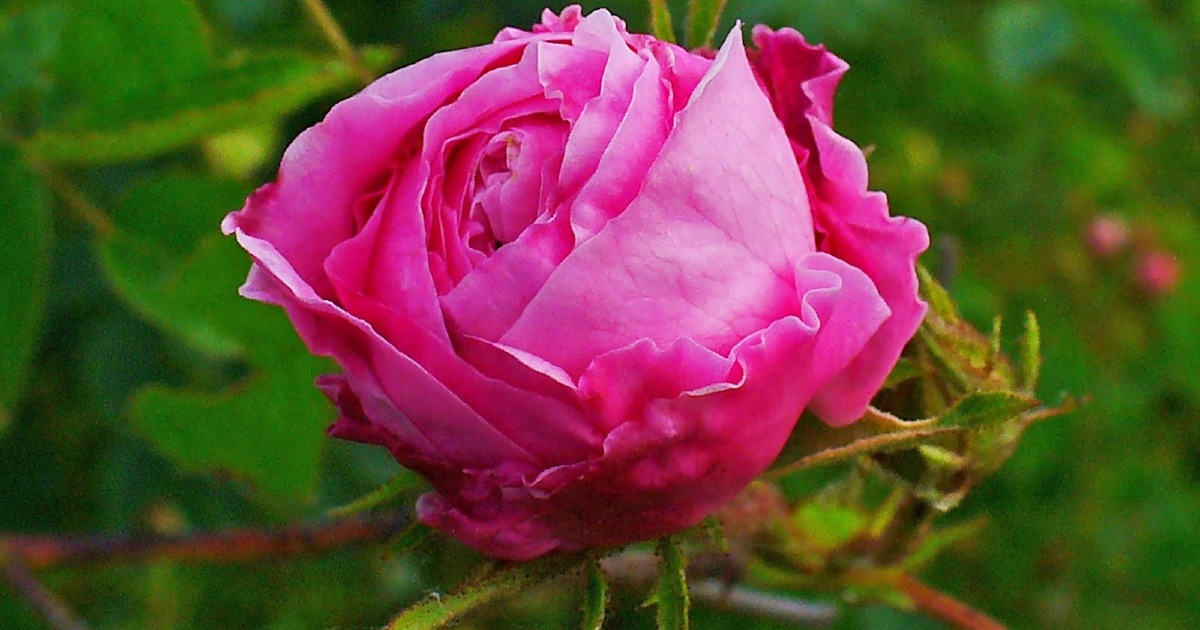 Matrimonio Alessandra & Gerald-Alessandra Castaldi